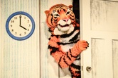 RESIZED TIGER WHO CAME TO TEAM IMAGE ESC_9287.jpg